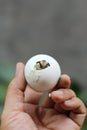 Africa spurred tortoise being born, Tortoise Hatching from Egg,Cute portrait of baby tortoise hatching