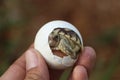 Africa spurred tortoise being born,Tortoise Hatching from Egg