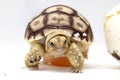 Africa spurred tortoise being born, Tortoise Hatching from Egg, Cute small baby African Sulcata Tortoise