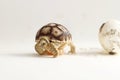 Africa spurred tortoise being born, Tortoise Hatching from Egg, Cute small baby African Sulcata Tortoise