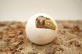 Africa spurred tortoise being born,baby tortoise hatching