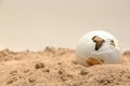 Africa spurred tortoise being born, Cute portrait of baby tortoise hatching