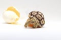 Africa spurred tortoise being born, Tortoise Hatching from Egg, Cute small baby African Sulcata Tortoise