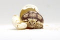 Africa spurred tortoise being born, Tortoise Hatching from Egg, Cute small baby African Sulcata Tortoise
