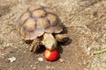 Africa spurred tortoise sunbathe on ground with his protective shell