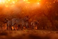 Africa sunrise. Plains zebra, Equus quagga, in the grassy nature habitat with evening light in Mana Polls, Zimbabwe. Sunset in Royalty Free Stock Photo