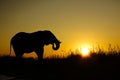 Africa Sunrise and sunset with a rhino