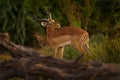 Africa sunset. Antelope in the grass savannah, Okavango South Africa. Impala in golden grass. Beautiful impala in the grass with Royalty Free Stock Photo