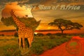 Africa sunset and sunrise with elephants and giraffes