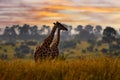 Africa sunset nature. Big herd with blue sky with clouds. Giraffe and morning sunrise. Green vegetation with animal portrait. Royalty Free Stock Photo