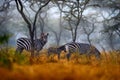 Africa sunset. Plains zebra, Equus quagga, in the grassy nature habitat with evening light in Lake Mburo NP in Uganda. Sunset in Royalty Free Stock Photo