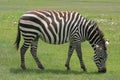 Africa Tanzania close up zebra