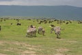 Africa, Tanzania migration pack of zebre Royalty Free Stock Photo