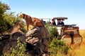 Africa, Tanzania, Serengeti National Park - March 2016: Jeep tourists photograph the pride of the lions