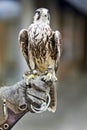 Africa Tawny Eagle