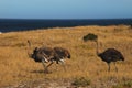 Africa- Three Ostriches Walking by the Sea