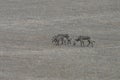 Africa- Three Zebras Searching for Food in a Drought Dried Wetland