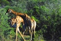 Africa- Two Giraffe Fighting for Mating Privileges Royalty Free Stock Photo