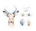 Africa watercolor savanna antelope, animal illustration. African Safari wild life cute exotic animals face portrait