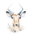 Africa watercolor savanna antelope, animal illustration. African Safari wild life cute exotic animals face portrait Royalty Free Stock Photo