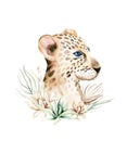 Africa watercolor savanna leopard, animal illustration. African Safari wild cat cute exotic animals face portrait character. Royalty Free Stock Photo