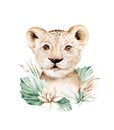 Africa watercolor savanna lion, animal illustration. African Safari wild cat cute exotic animals face portrait character Royalty Free Stock Photo