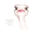 Africa watercolor savanna ostrich bird funny, animal illustration. African Safari wild cute exotic animals face portrait