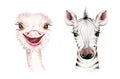 Africa watercolor savanna zebra animal. African Safari cute animals portrait character.Perfect for wallpaper print Royalty Free Stock Photo