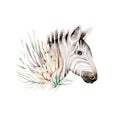 Africa watercolor savanna zebra animal. African Safari cute animals portrait character.Perfect for wallpaper print Royalty Free Stock Photo