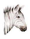 Africa watercolor savanna zebra animal. African Safari cute animals portrait character.Perfect for wallpaper print Royalty Free Stock Photo