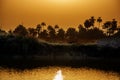 Africa West Coast Guinea Conakry Kamsar jungle sunset