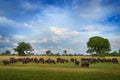 Africa wildlife, buffalo herd in Okavango delta. Sunny day with clouds on blue sky, savannah in Botswana. African Buffalo,