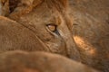 Africa wildlife, Cute lion cub with mother, African danger animal, Panthera leo, Khwai river, Botswana in Africa. Cat babe in Royalty Free Stock Photo