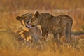 Africa wildlife, Cute lion cub with mother, African danger animal, Panthera leo, Khwai river, Botswana in Africa. Cat babe in Royalty Free Stock Photo