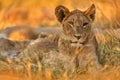 Africa wildlife, Cute lion cub with mother, African danger animal, Panthera leo, Khwai river, Botswana in Africa. Cat babe in Royalty Free Stock Photo