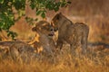 Africa wildlife, Cute lion cub with mother, African danger animal, Panthera leo, Khwai river, Botswana in Africa. Cat babe in Royalty Free Stock Photo