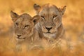 Africa wildlife, Cute lion cub with old brothert, African danger animal, Panthera leo, Khwai river, Botswana in Africa. Cat babe Royalty Free Stock Photo