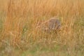 Africa wildlife. Find the Leopard in grass, Panthera pardus shortidgei, nature habitat, big wild cat in the nature habitat, sunny