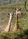 Africa wildlife, giraff in savanna