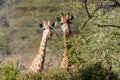 Africa wildlife, giraff in savanna