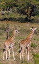 Africa wildlife, giraff in savanna