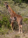 Africa wildlife, giraff in savanna