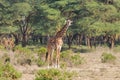 Africa wildlife giraffe in savanna Royalty Free Stock Photo