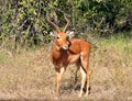 Africa Wildlife: Impala Royalty Free Stock Photo