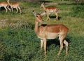 Africa Wildlife: Impala Royalty Free Stock Photo