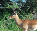 Africa Wildlife: Impala Royalty Free Stock Photo