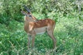 Africa Wildlife: Impala Royalty Free Stock Photo