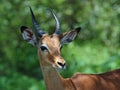 Africa Wildlife: Impala Royalty Free Stock Photo
