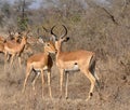 Africa Wildlife: Impala Royalty Free Stock Photo