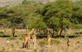 Africa wildlife, jiraffe family in savanna